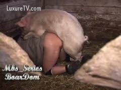 In the barn, an elderly man in the middle has a hog drill his ass.